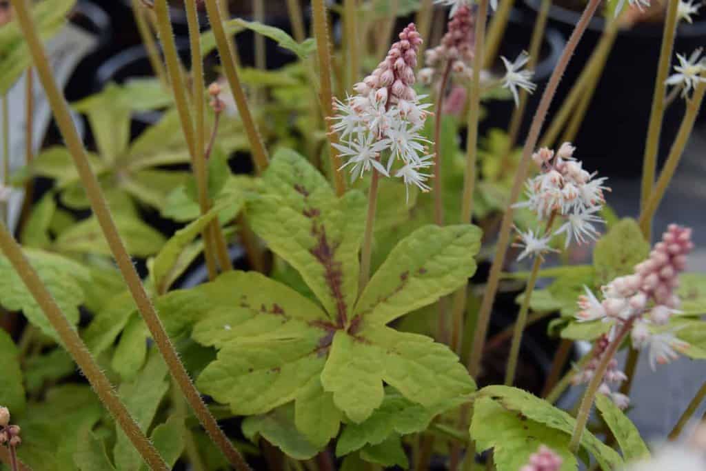 Tiarella 'Spring Symphony' ® ---